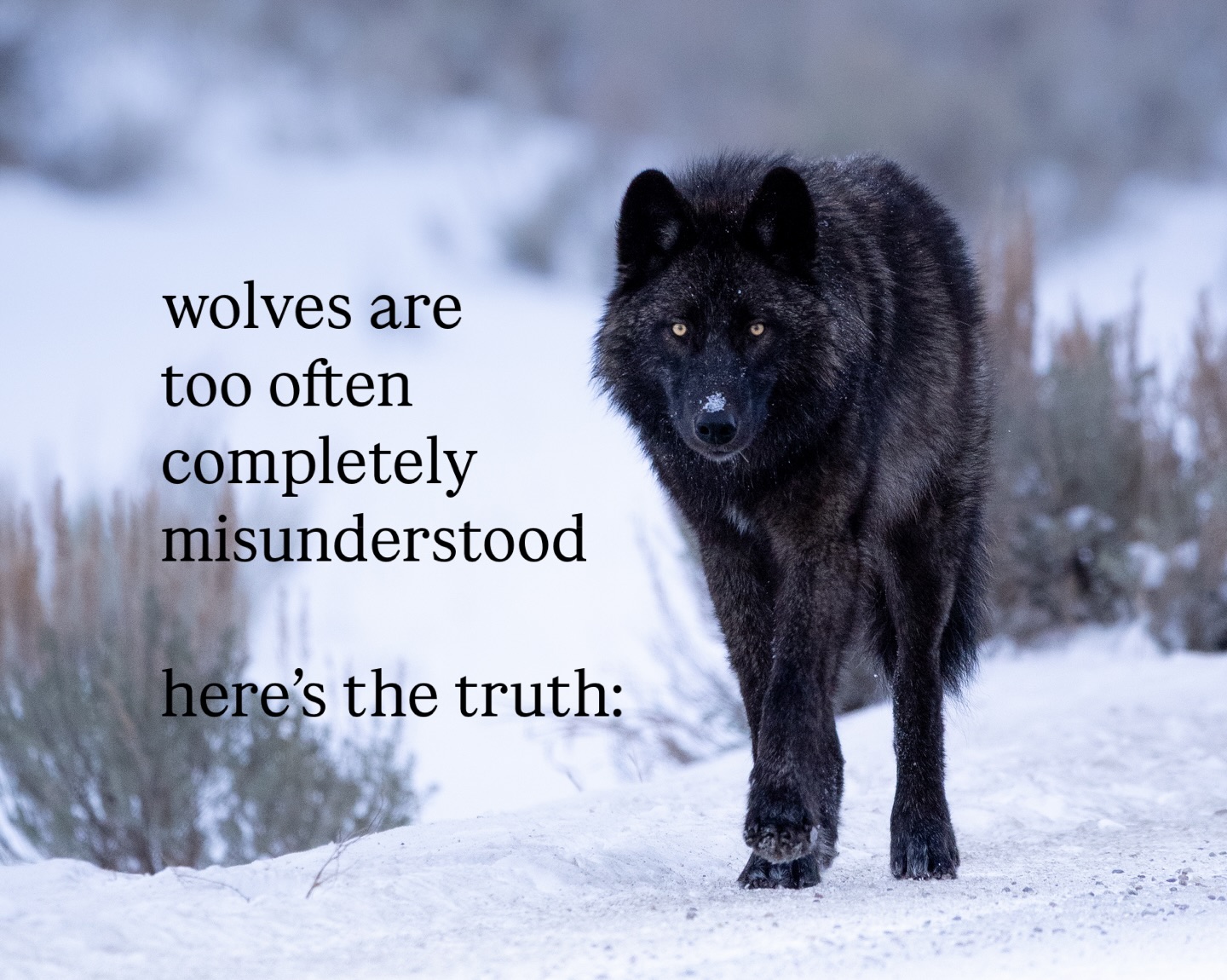 JWK Images - JWK Images added a new photo — at Yellowstone...