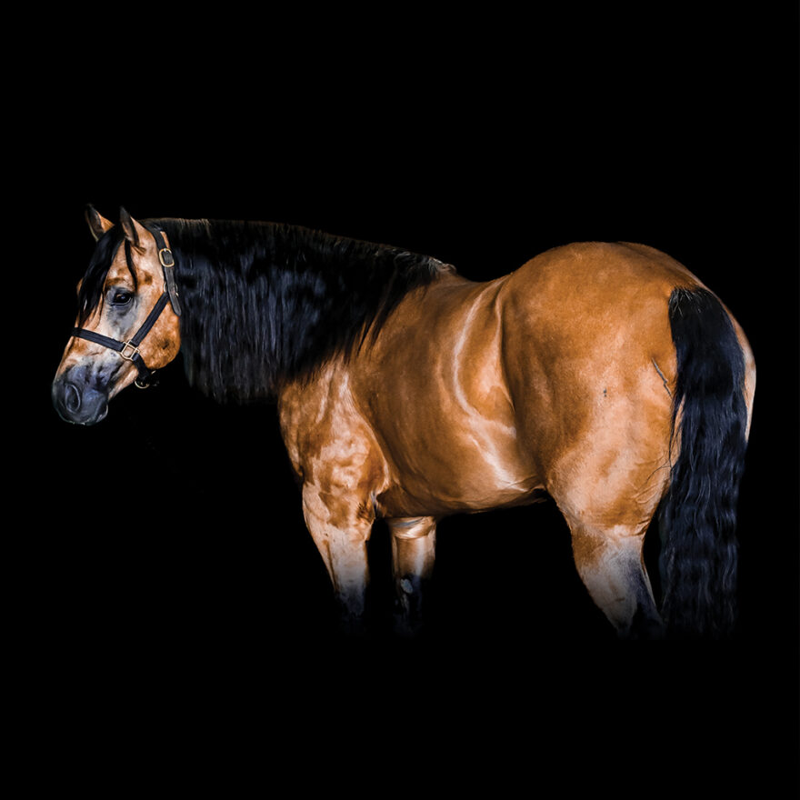 Barrel - RxDocs Chexy Buck — Sweetheart All-Around Junior Stallion ...