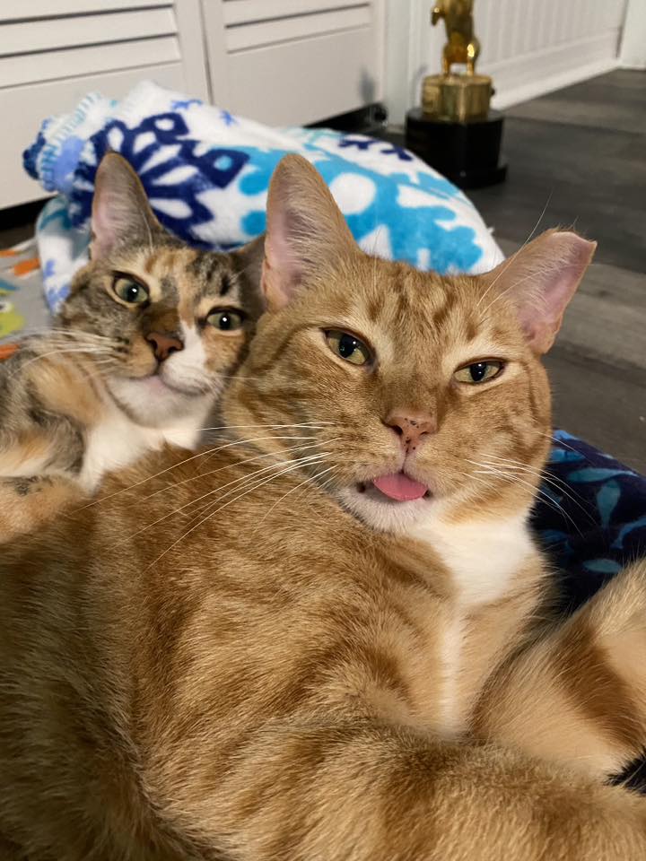 Cole & Marmalade added a new photo. - Cole & Marmalade