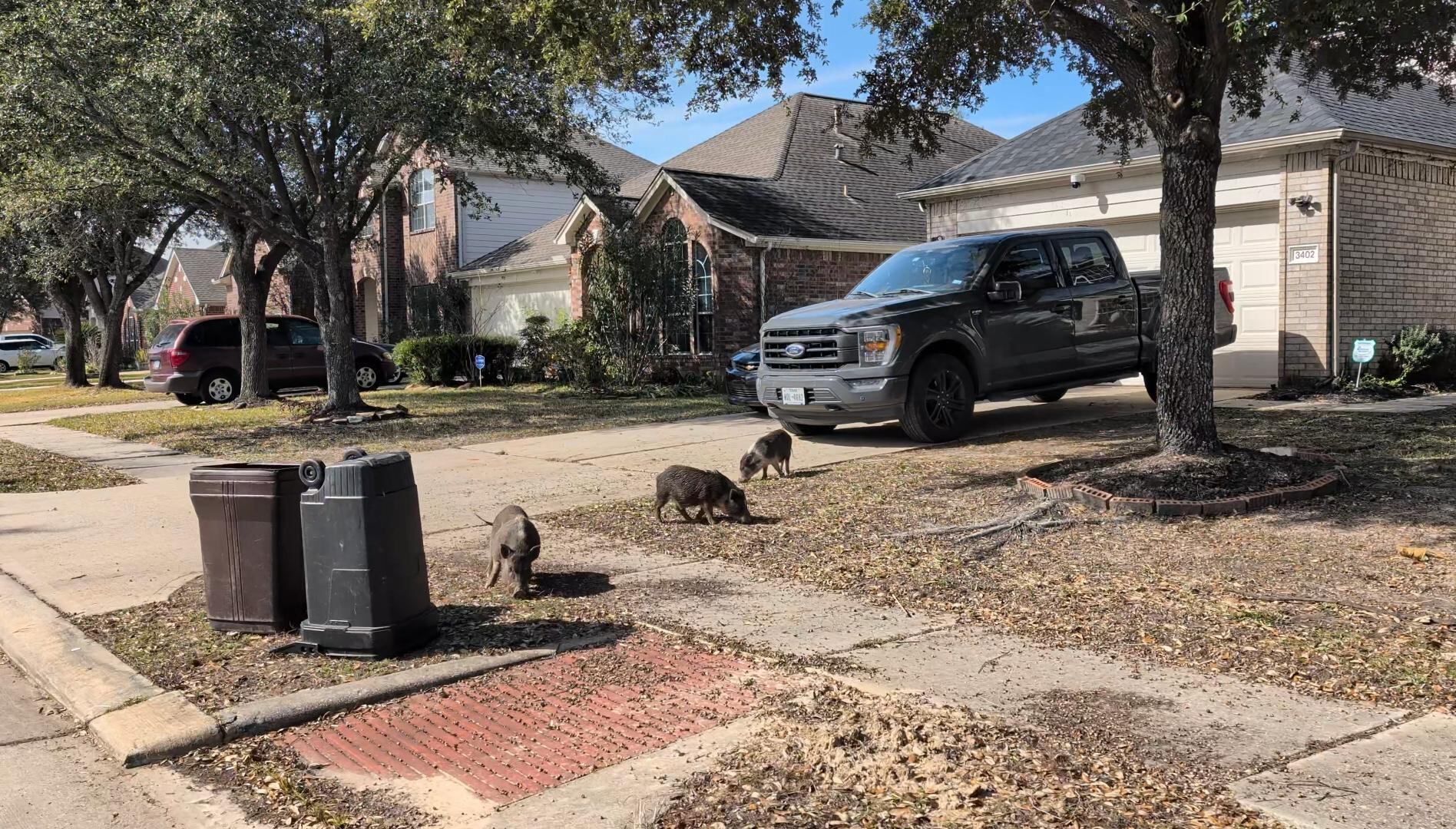 ‘It’s not cute anymore.'... - KPRC2 / Click2Houston | Facebook