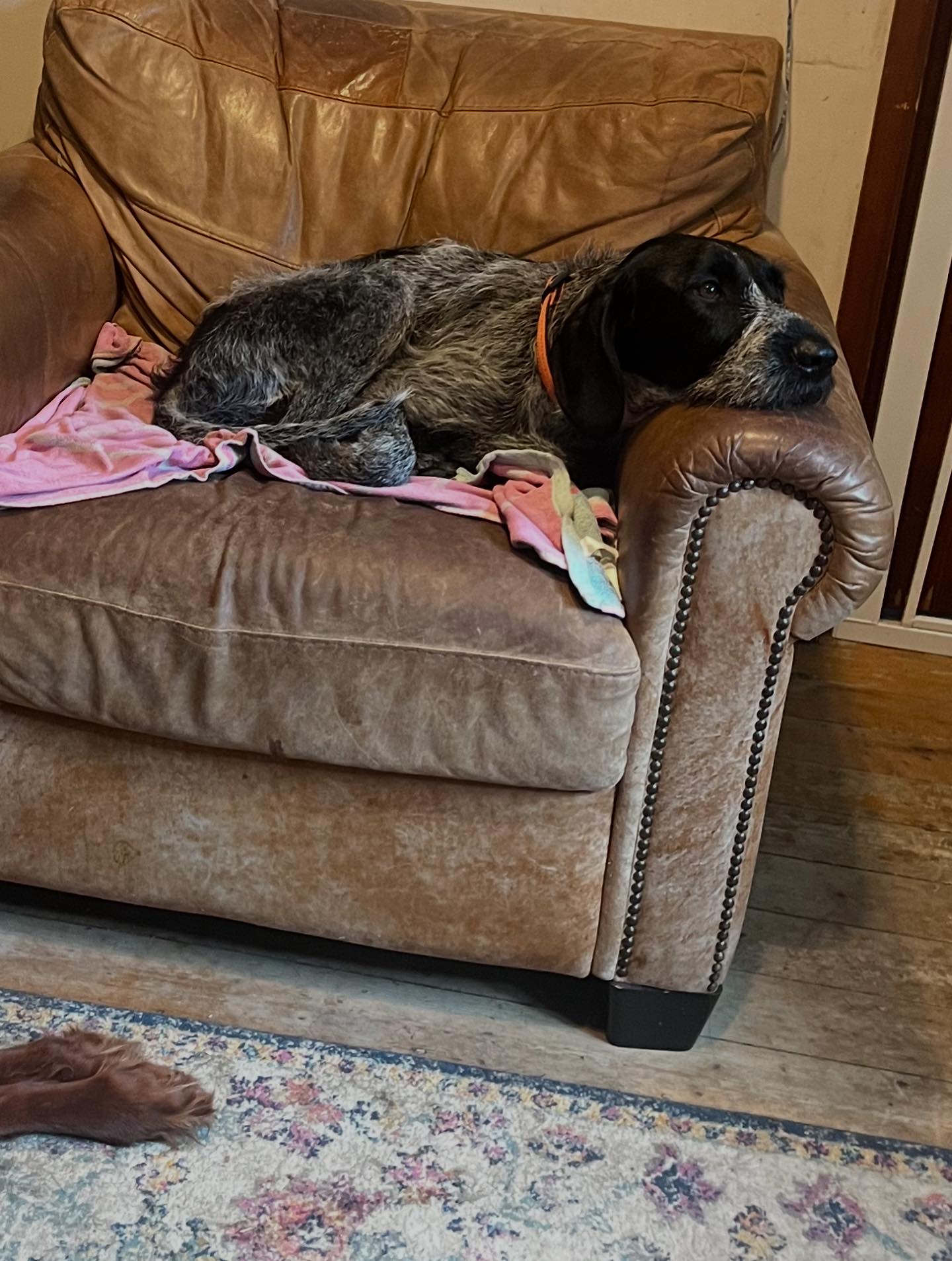 CW PET CARE | Worcester