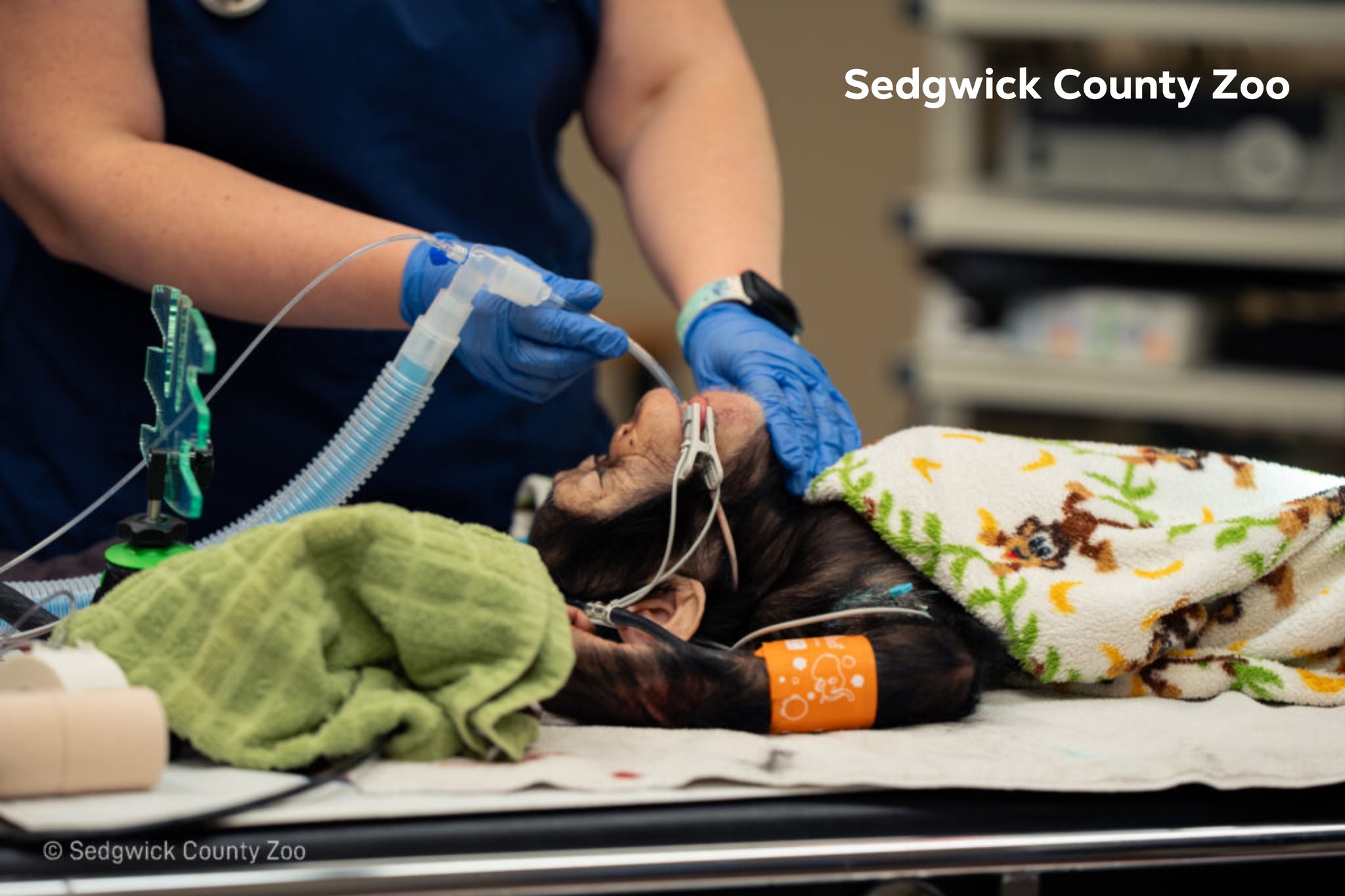 KWCH 12 News - Alizeti on the mend: Sedgwick County Zoo... | Facebook