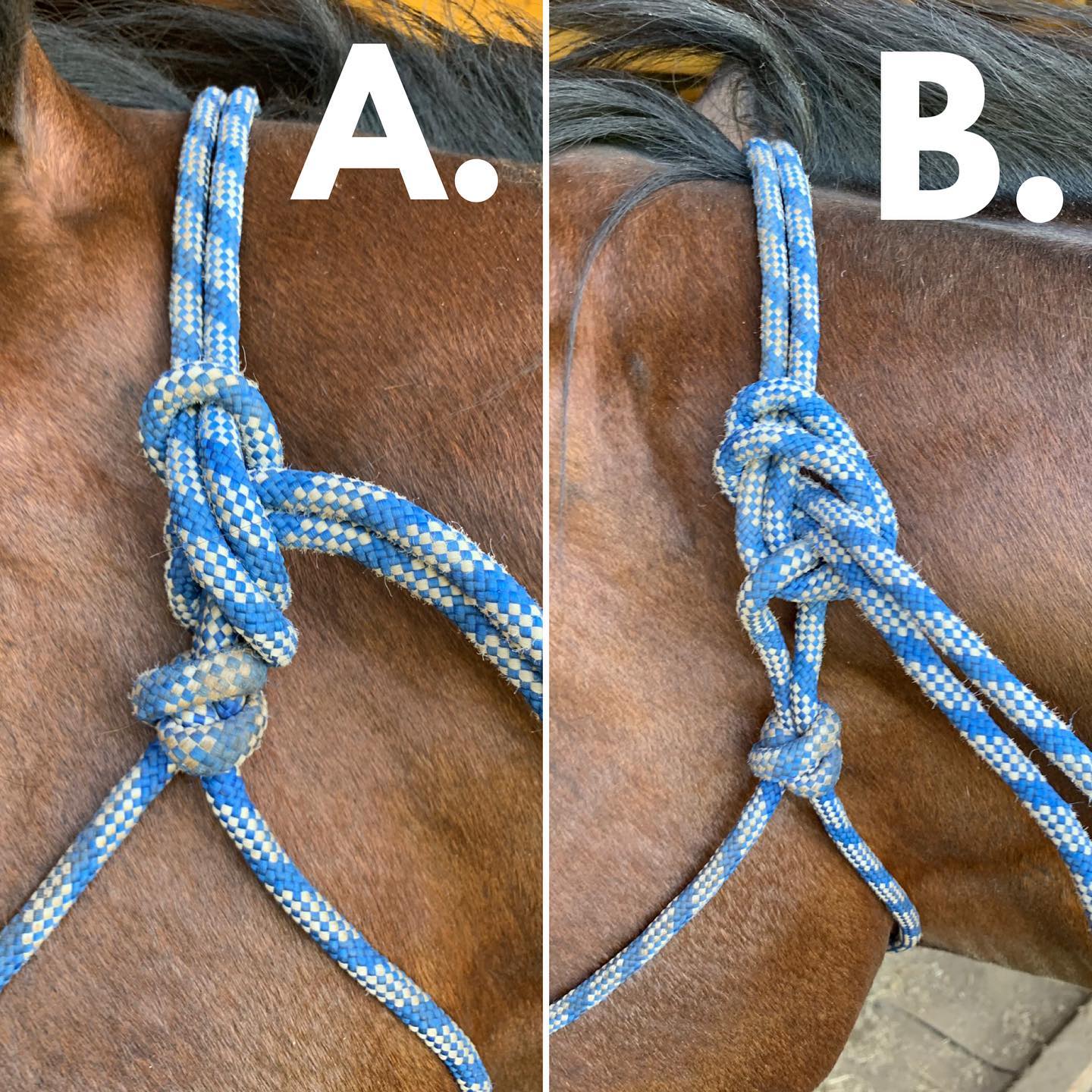 Rope halters: Do you know... - Wild at Hoof Equine Podiatry