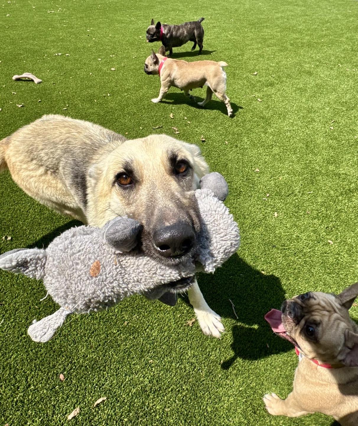 Lone Star Dog... - Lone Star Dog Ranch & Dog Ranch Rescue