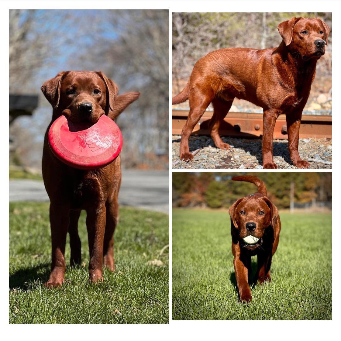 Freedom Labradors | Forestdale MA