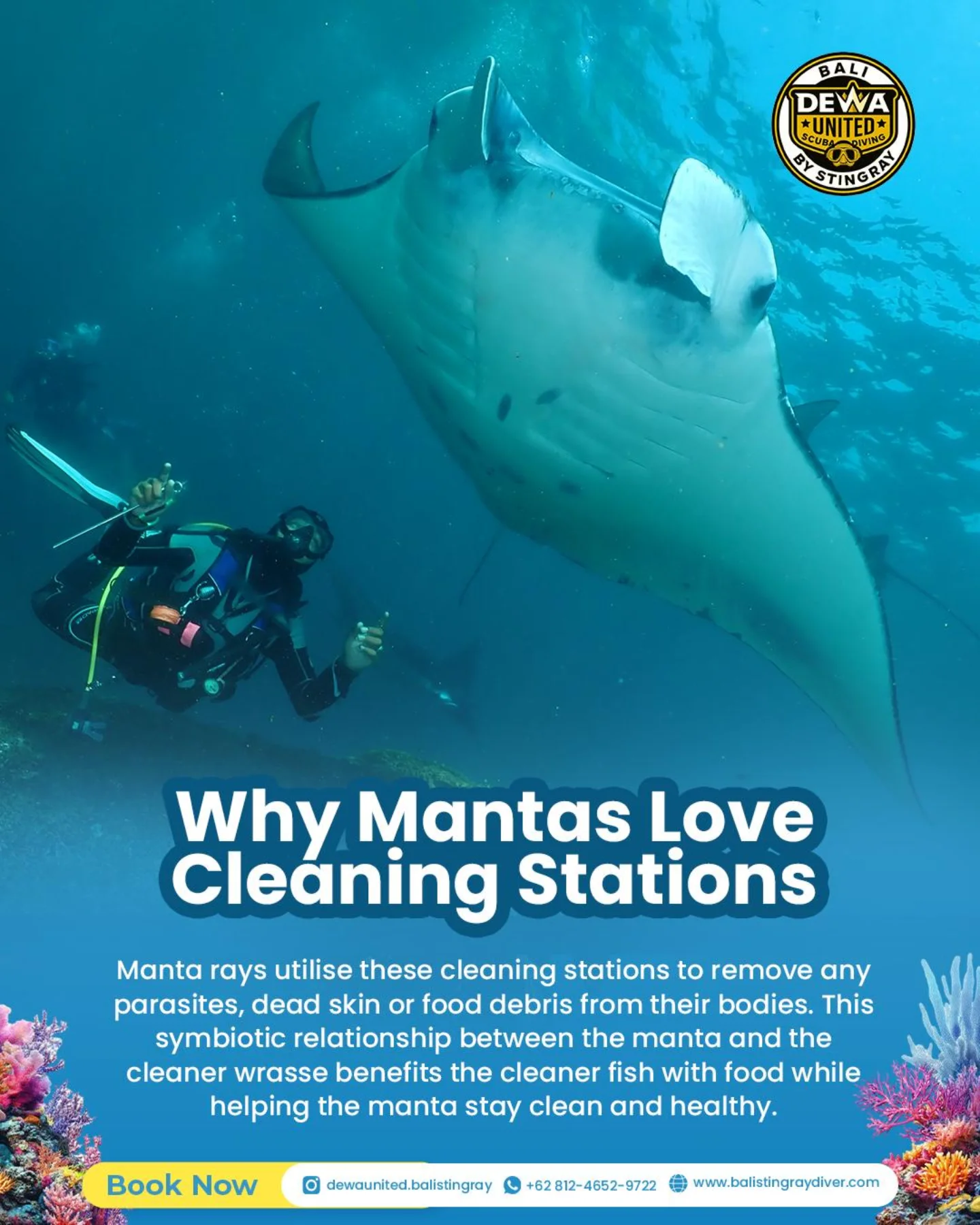 Bali - Ever wondered why manta rays keep returning to those special ...