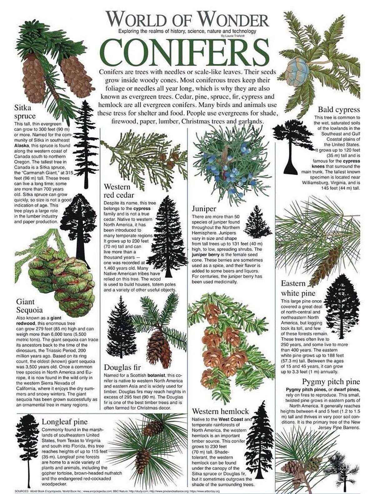 Ceres - Conifers by the World of Wonder. | Facebook
