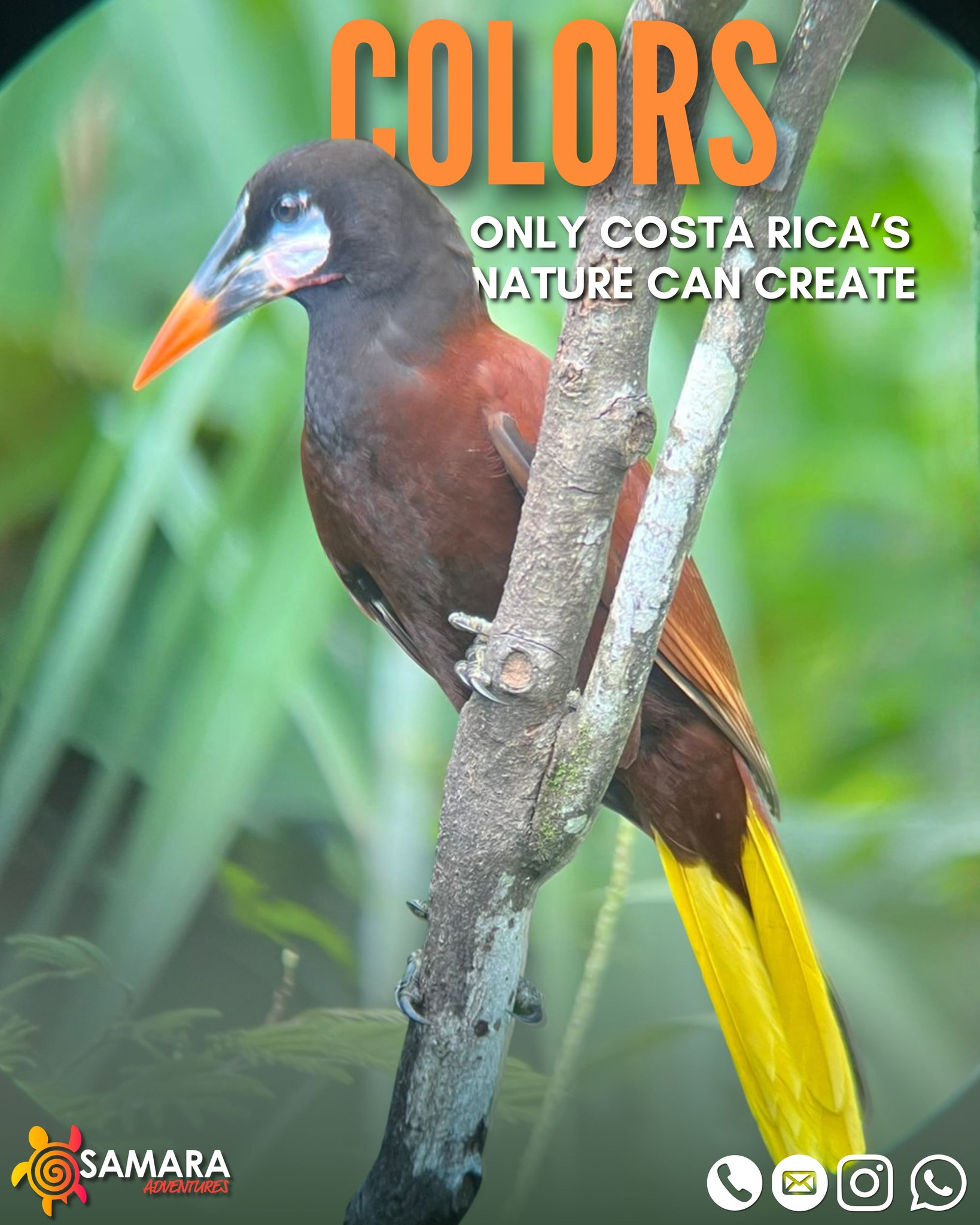Samara - Colores que solo la naturaleza de Costa Rica puede crear 🦜 ...