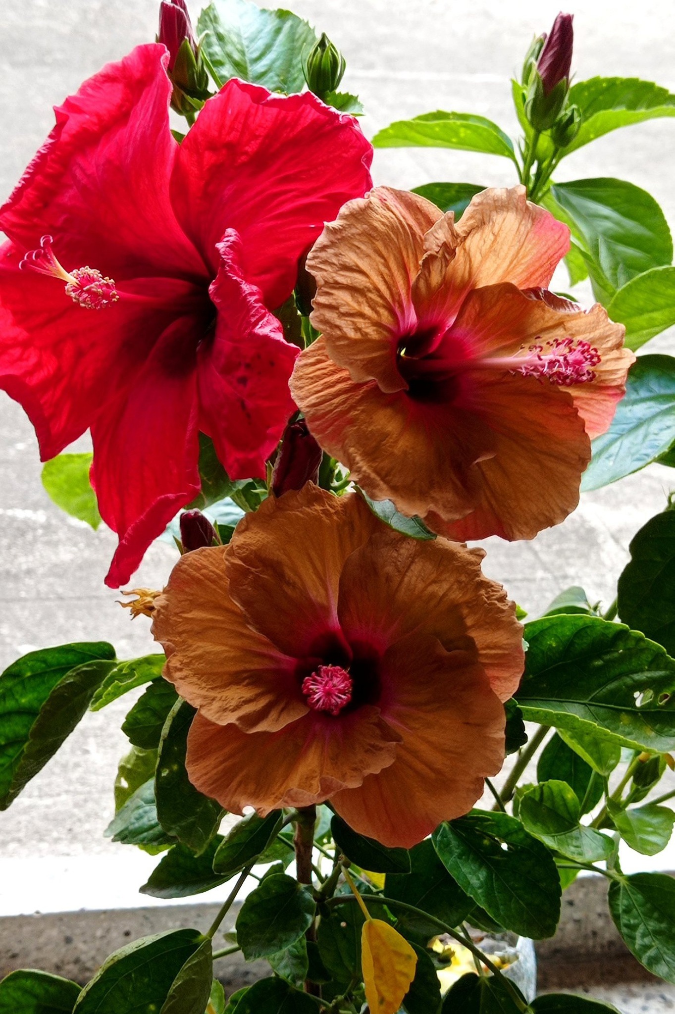 🩷🌺 Hibiscus lover 🌺🩷 @NovaSWIM by @FashionNova @NovaMEN