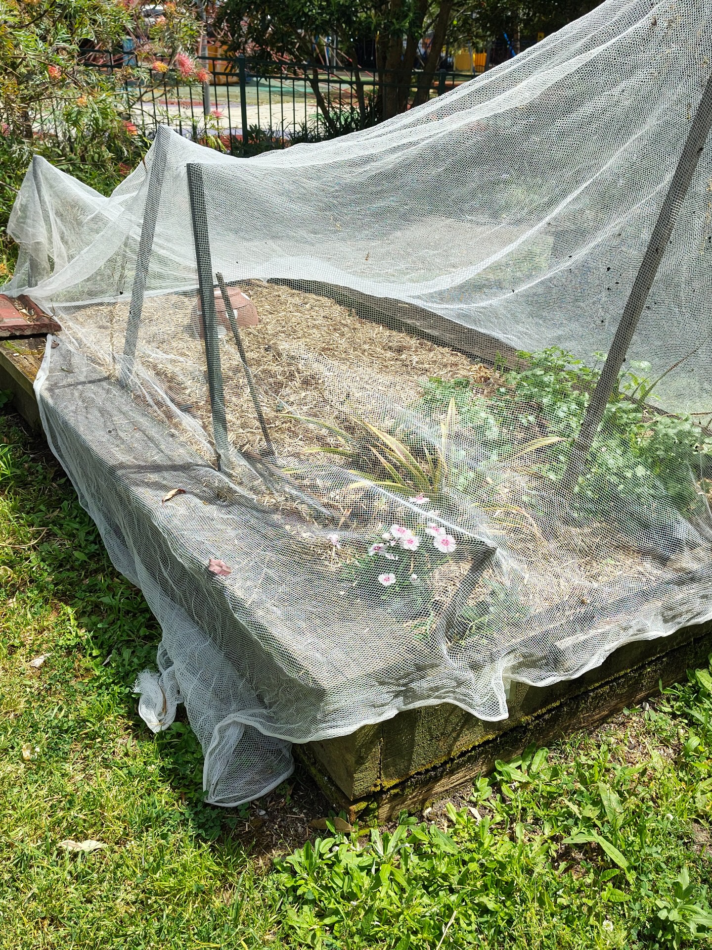 Baringa Bush Community Garden Seaforth