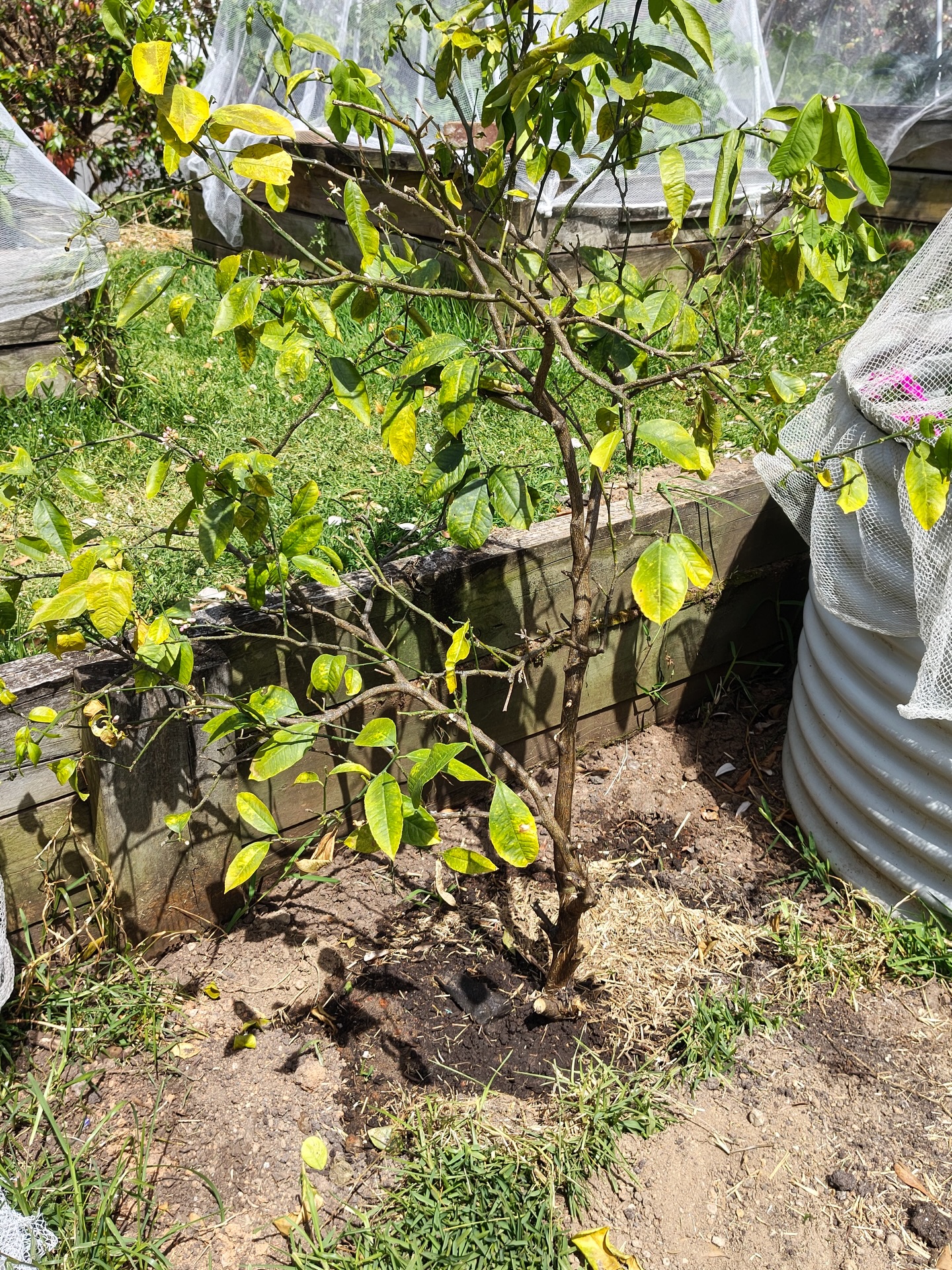 Baringa Bush Community Garden Seaforth