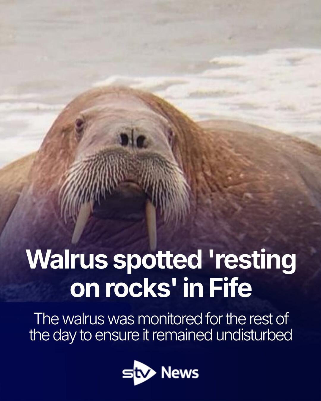 STV News - A rare walrus was spotted off Fife, with... | Facebook