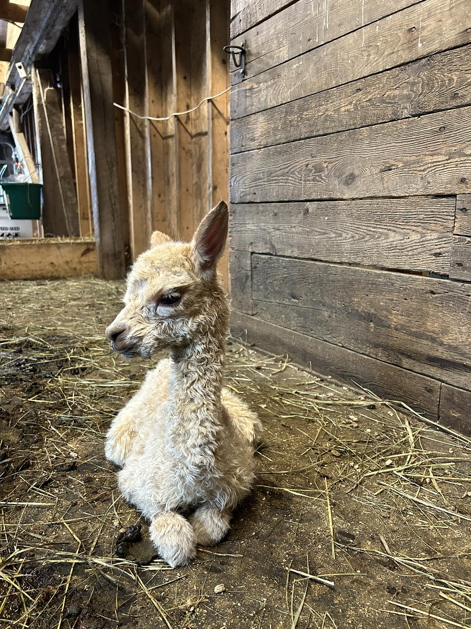 Stoney Ridge Alpaca Farm & Store LLC | Winslow ME