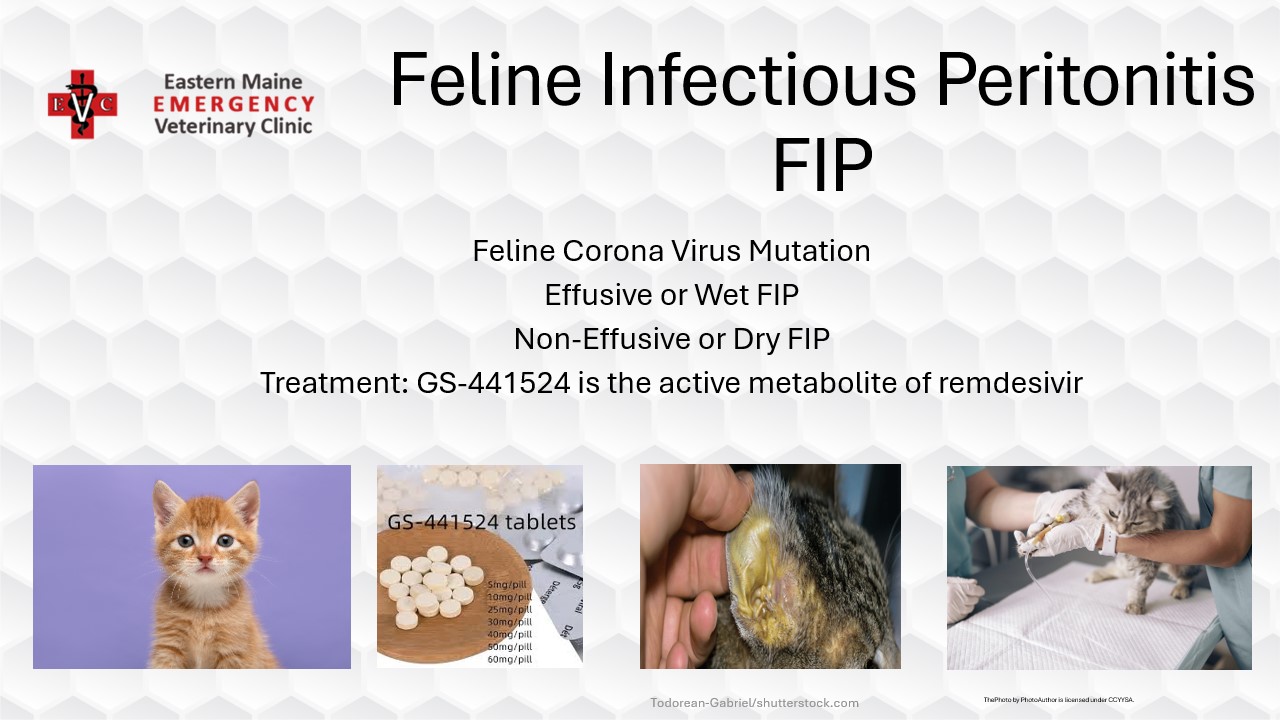 Eastern - We recently did a post about FIP but today is Feline ...