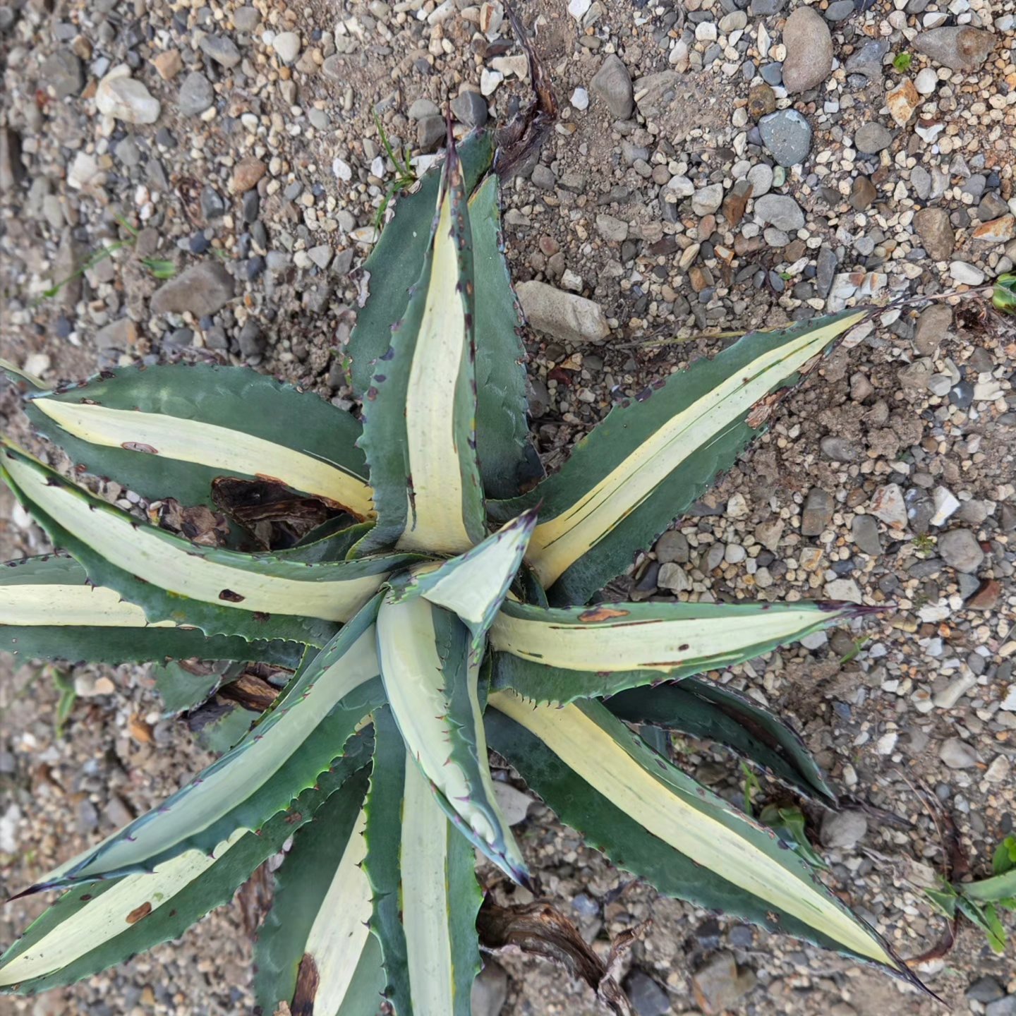 耐寒性強！団扇サボテン オプンチアのフミフサ群生植え◇南国ドライ