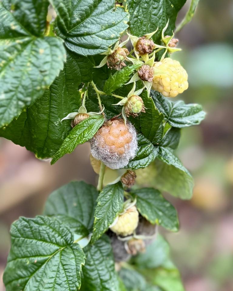 Learn To Grow - Bummer! The Fall Gold raspberries got gray... | Facebook