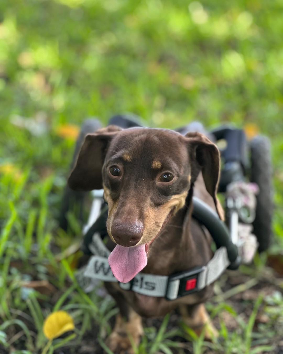 Dachshund Rescue South Florida - New Pup Joins DRSF Meet Twizzler, a 3 ...