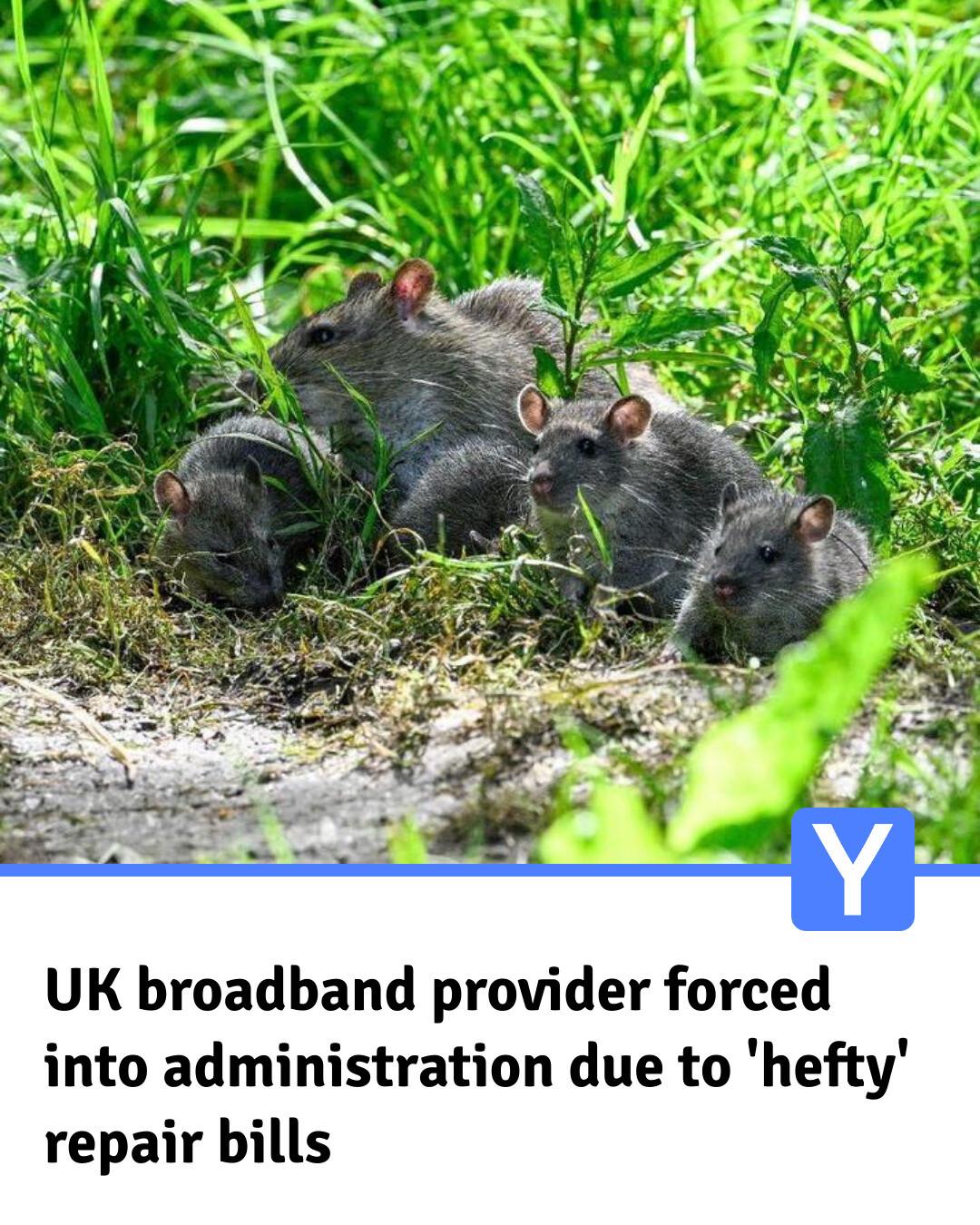 Yorkshire - Rats chewed through cables belonging to the company which ...