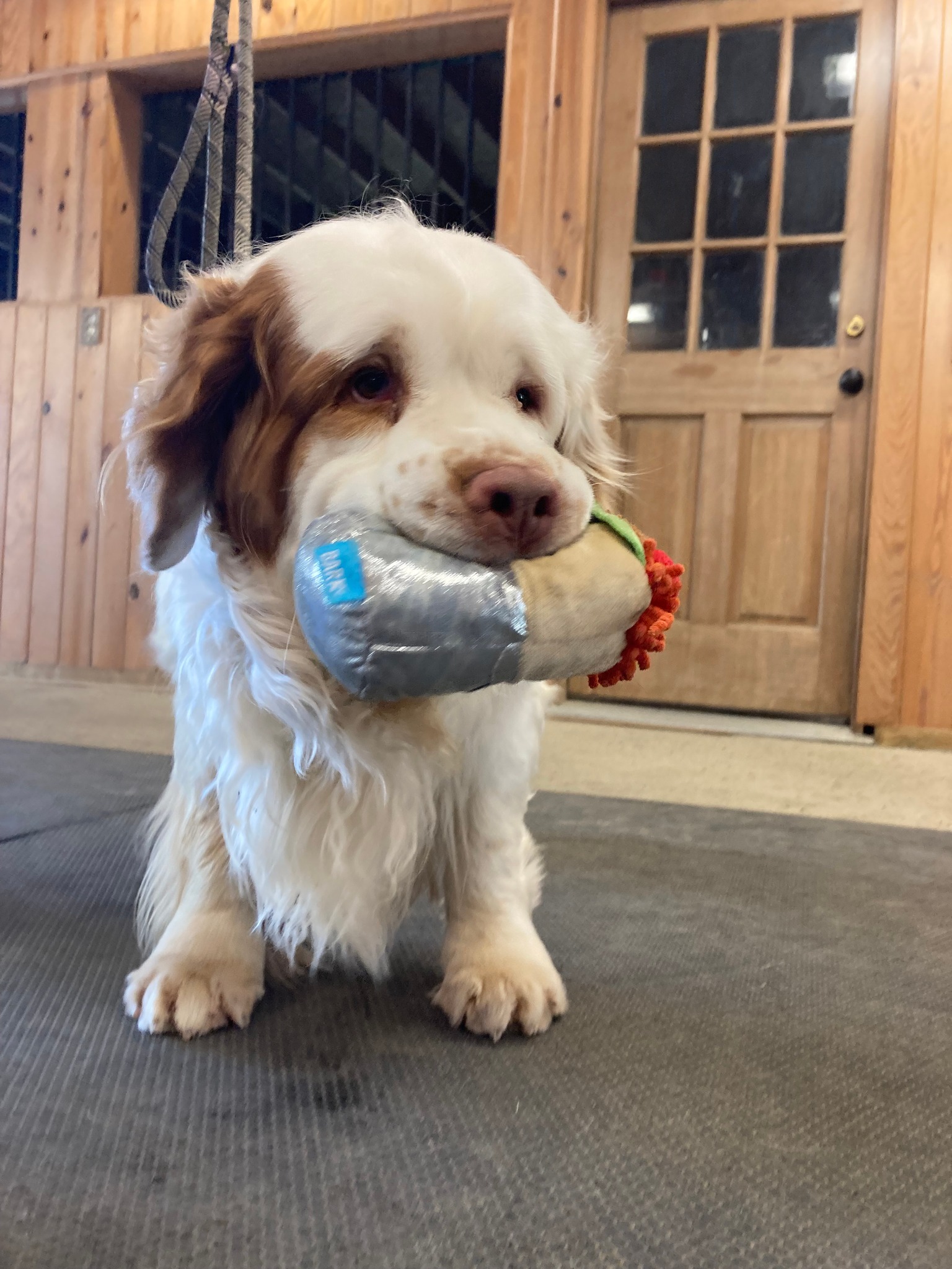 NAVBB - Dogs Live When Dogs Give! That's the motto of the...