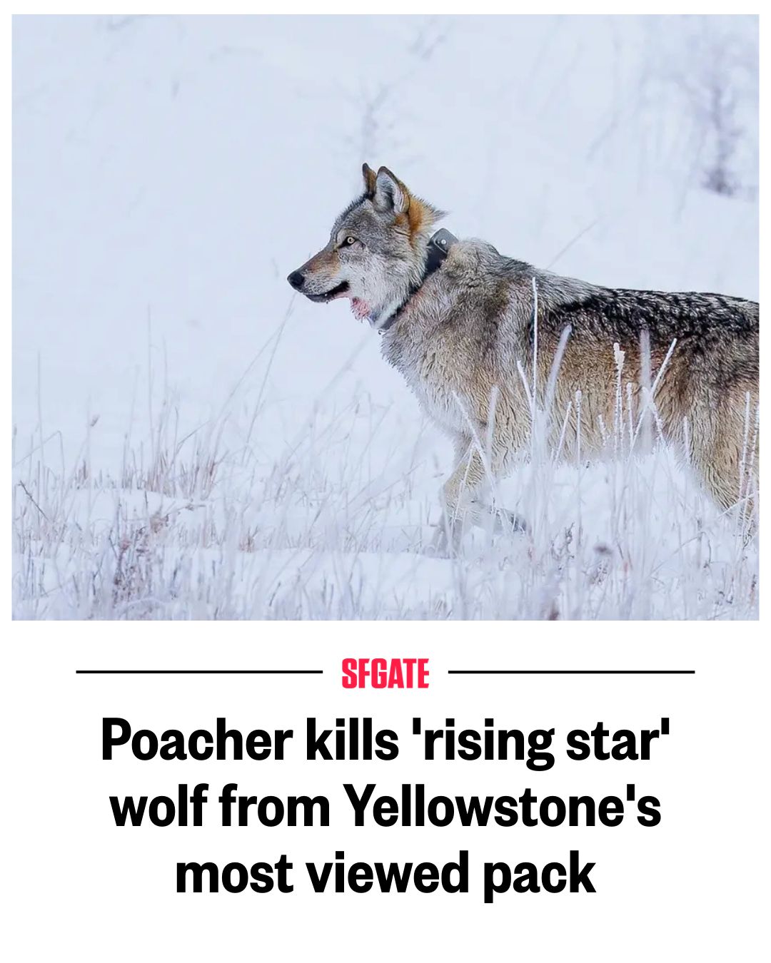 SFGATE - Poacher kills 'rising star' wolf from Yellowstone... | Facebook