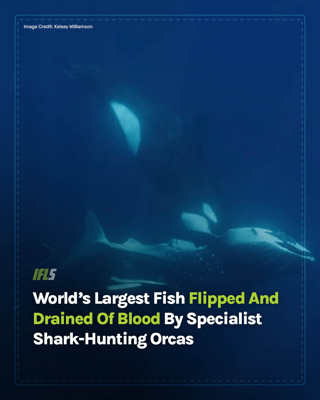 IFLScience - Even the world's largest fish species is not... | Facebook