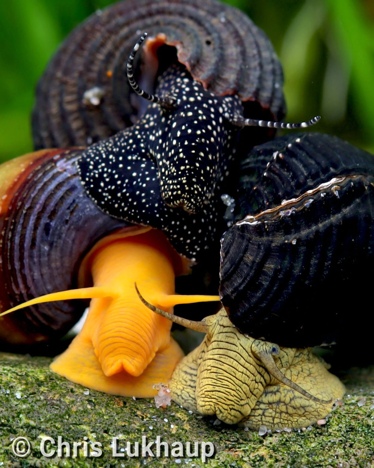 Oliver - 3 best friends 🐌🐌🐌 Tylomelania Snails from Sulawesi 🐚 ...