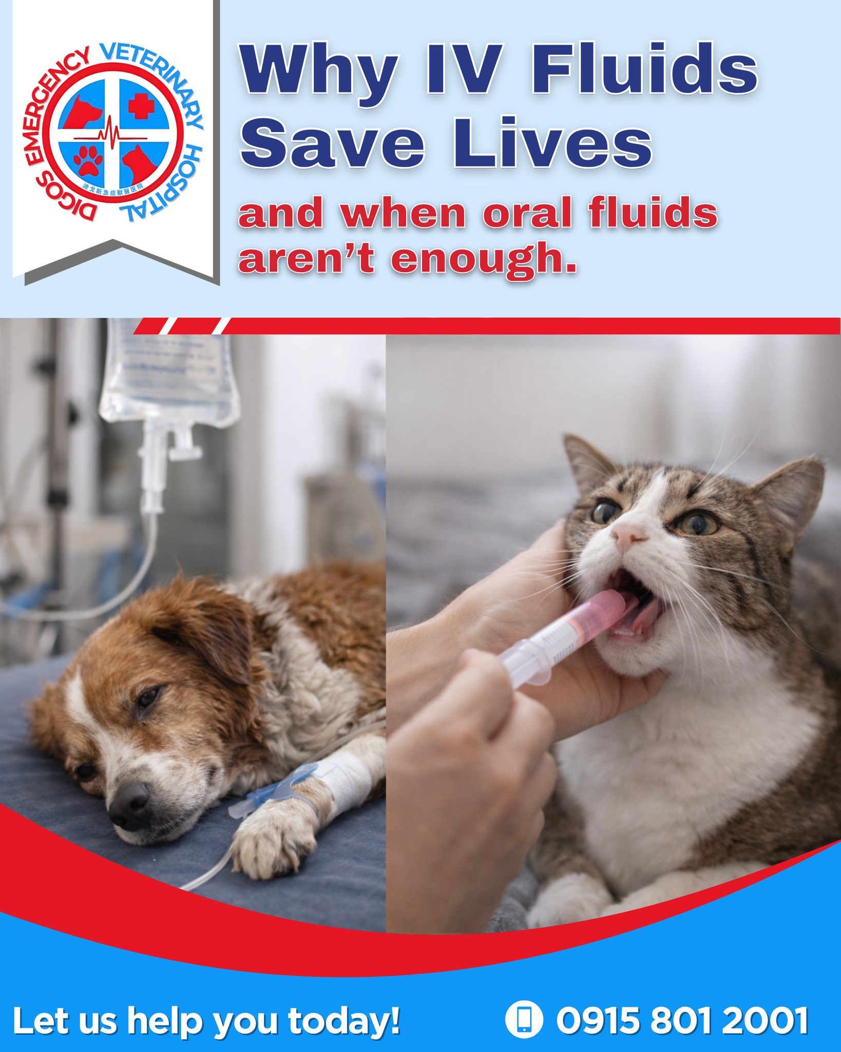 💉 IV vs Oral... - Digos Emergency Veterinary Hospital | Facebook