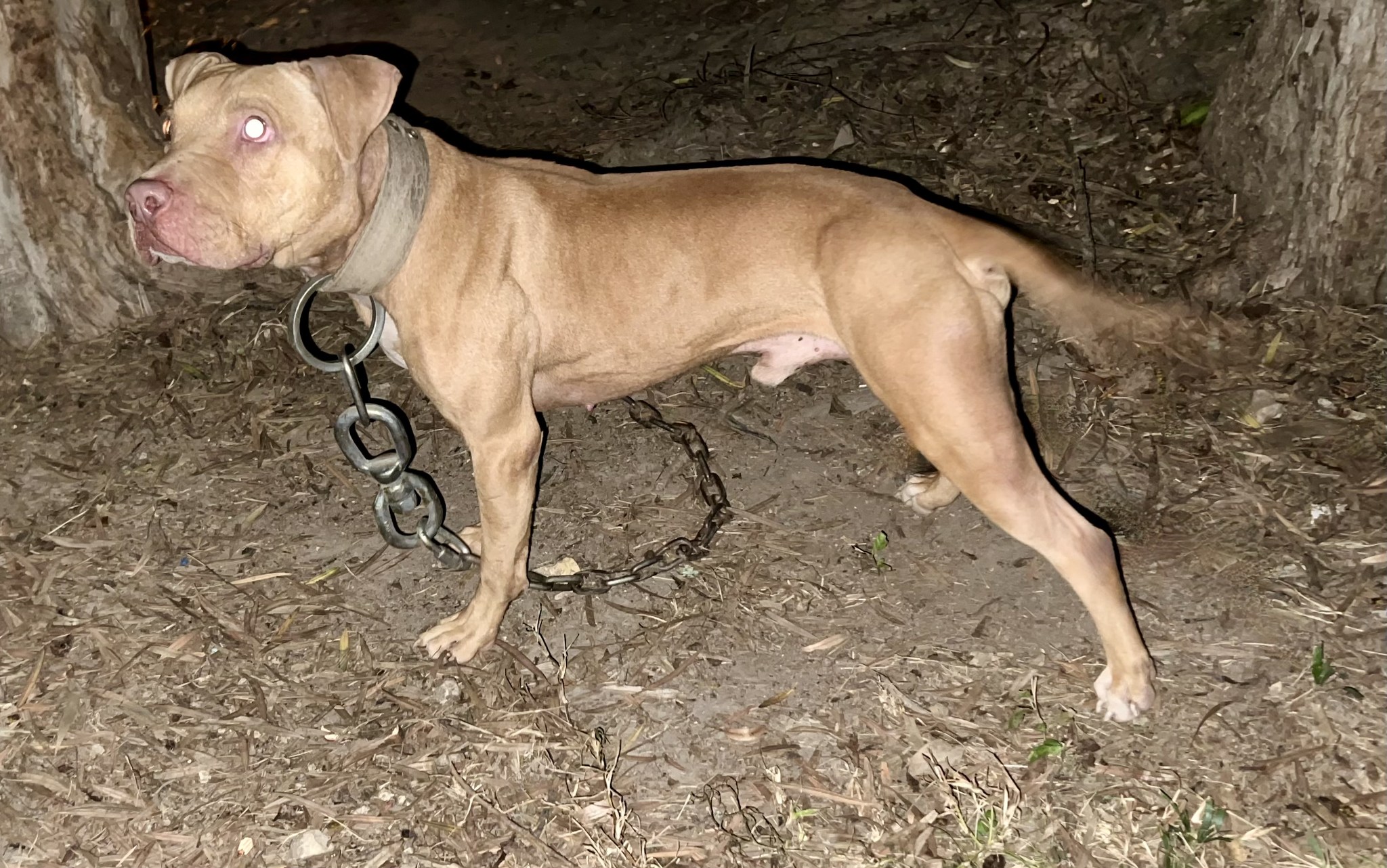 Titan Kennels - Red Pirate II http://www.titankennels.net | Facebook