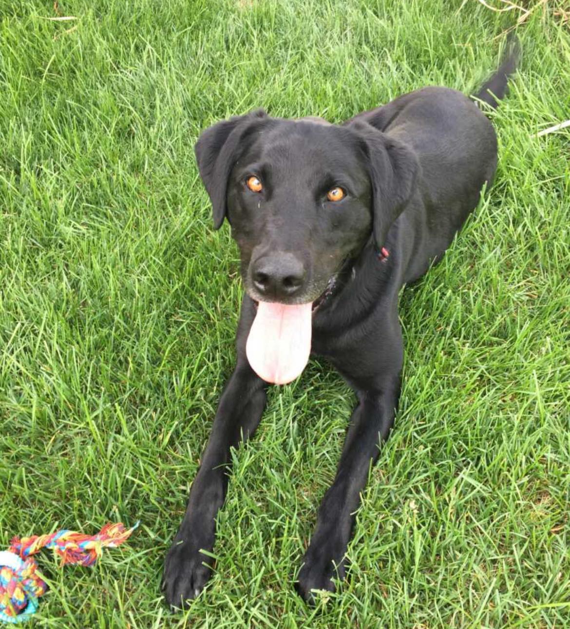 The MoCo - K-9 Riggs, Who Served MCPD Since 2015, Has Died Click below ...