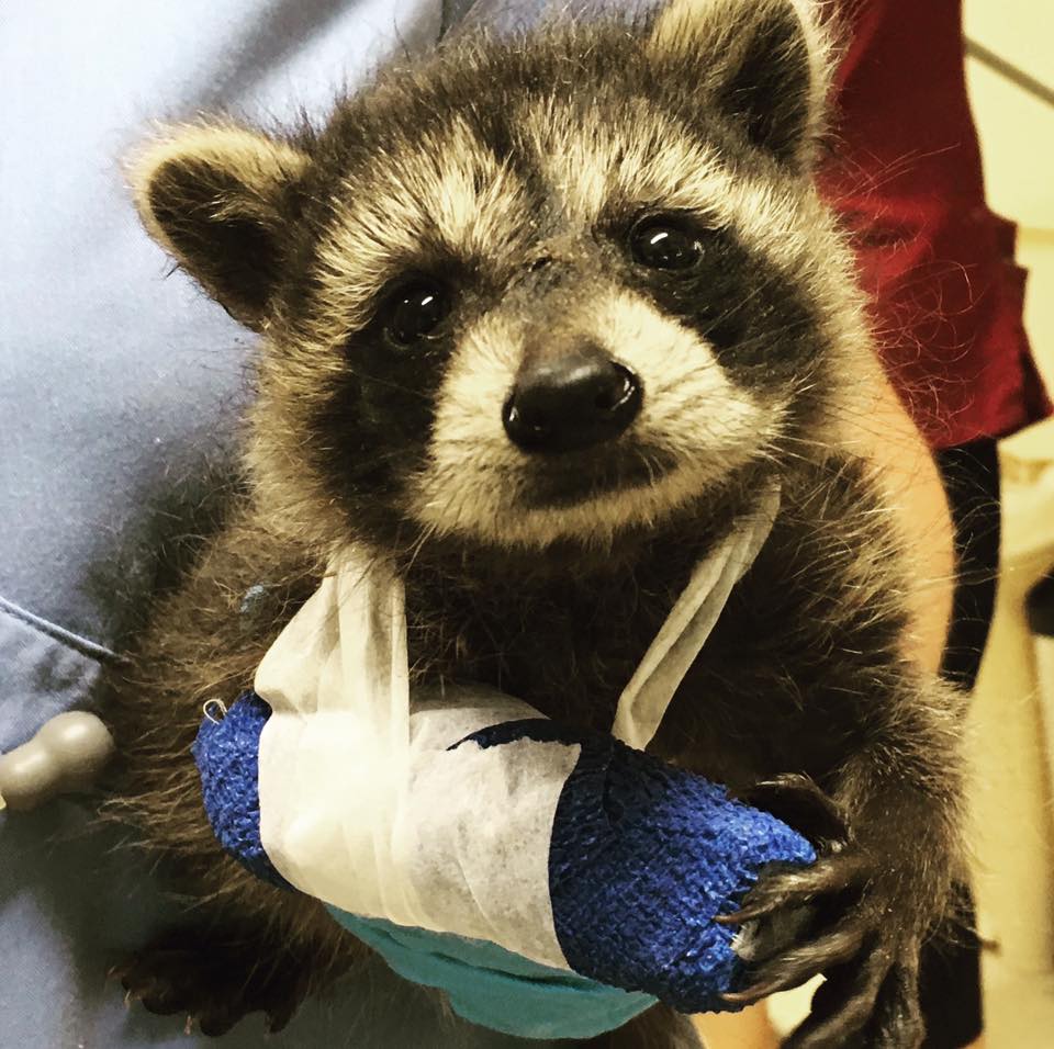 Rob Duns - There is a raccoon wearing a little bandage who... | Facebook