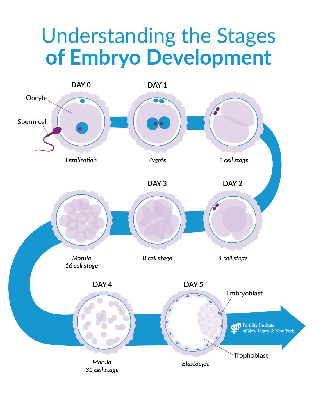 Fertility Institute of New Jersey and New York | Oradell NJ