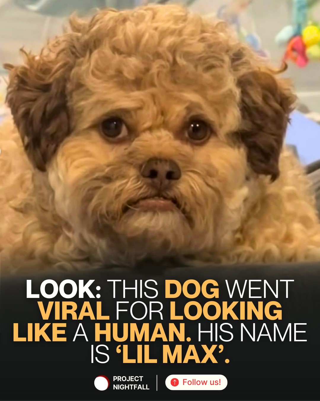 Meet Lil Max, the rescue pup who looks... - Project Nightfall | Facebook