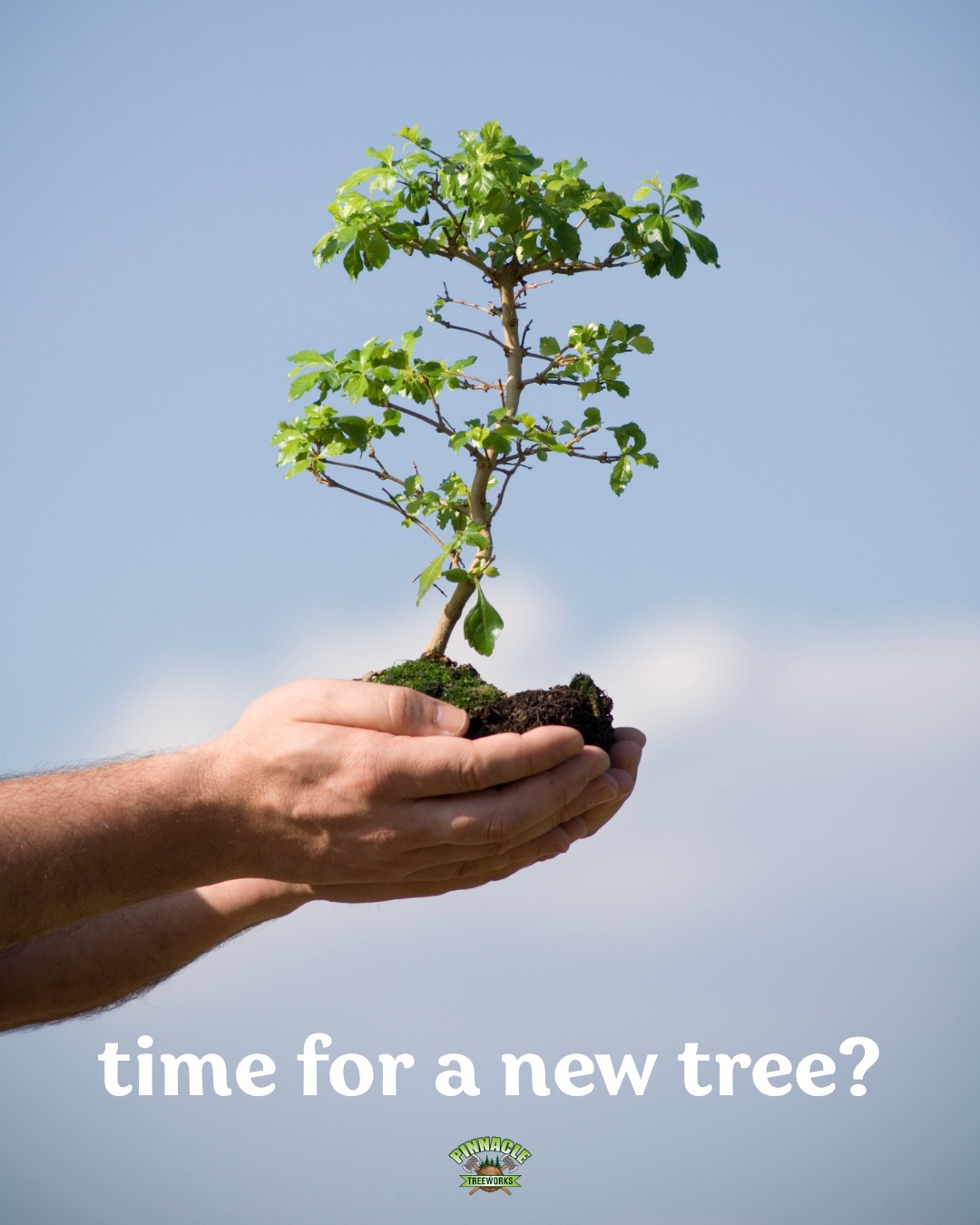 Pinnacle Tree Works | Charlotte TN