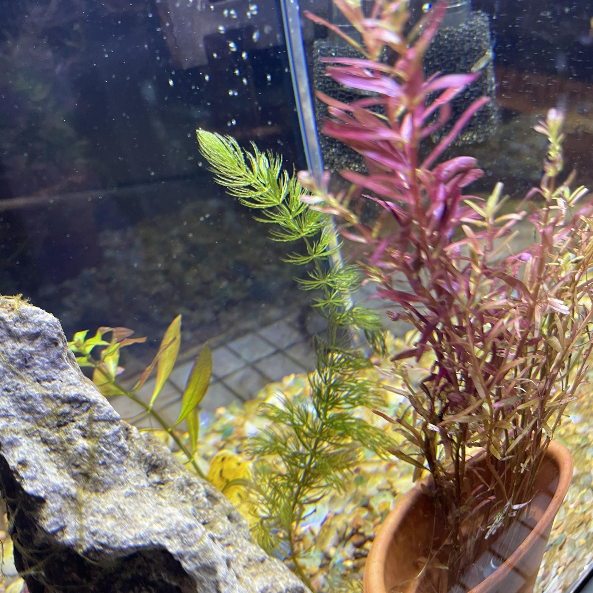 Feeding time for fishies! 🐠🌱 | SWLA Fish Aquarium Enthusiasts