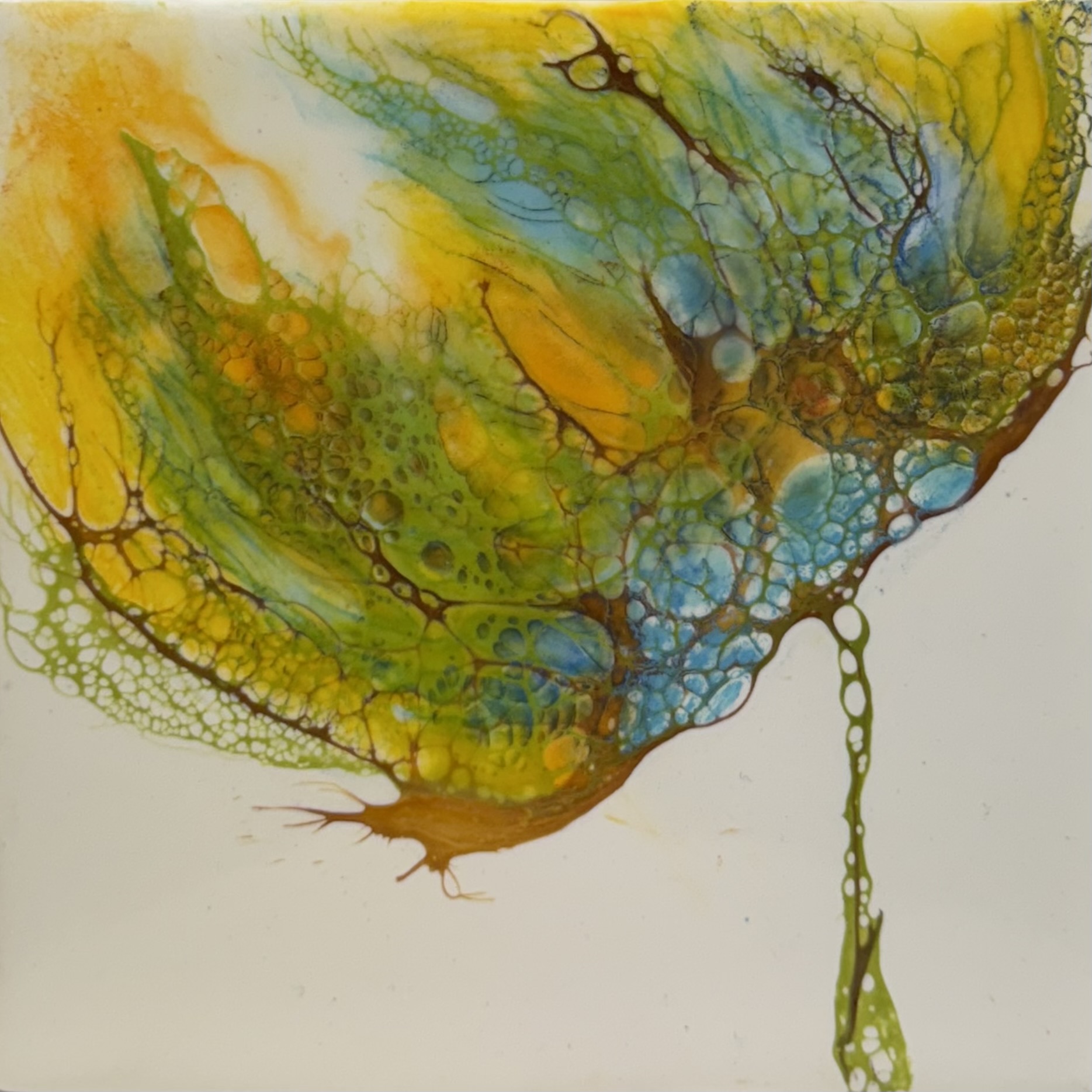 Clarity Glass by Roz Speirs | Nelson