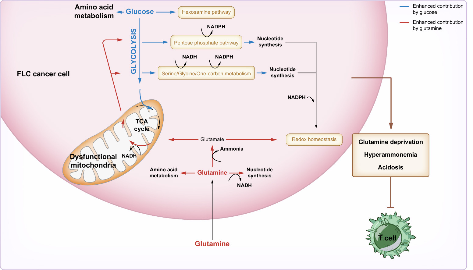 DNAJ–PKAc–driven glutamine addiction in fibrolamellar HCC Fibrolamellar carcinoma (FLC) presents a significant clinical challenge as a rare, aggressive liver cancer primarily affecting young people and driven by a recurrent 'undruggable' DNAJ-PKAc protein