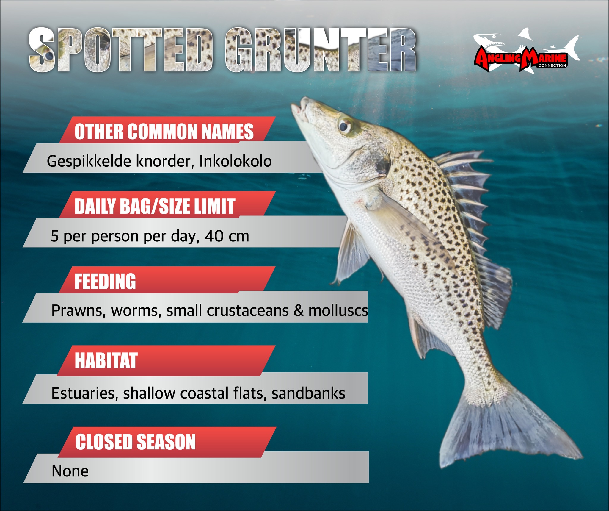 🐟 Know your Catch:... - Angling & Marine Connection - PE | Facebook