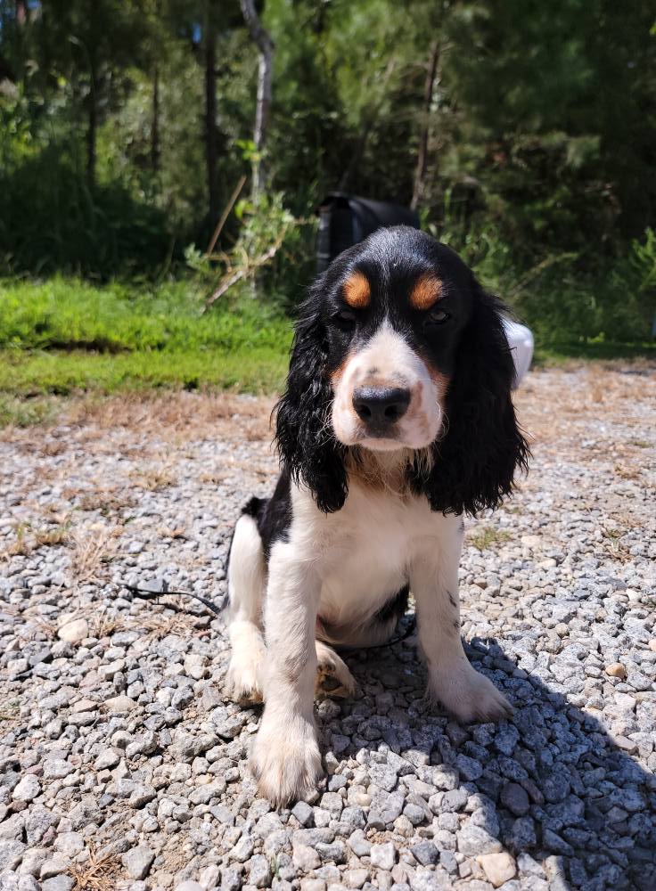 English Springer Spaniels of Stevens Creek | Clarks Hill SC