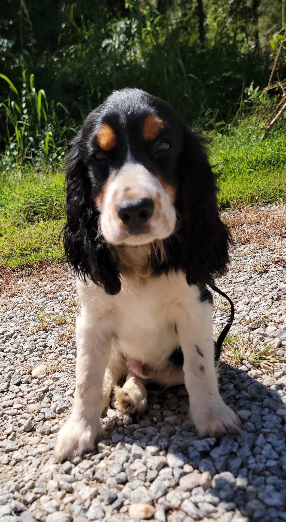 English Springer Spaniels of Stevens Creek | Clarks Hill SC