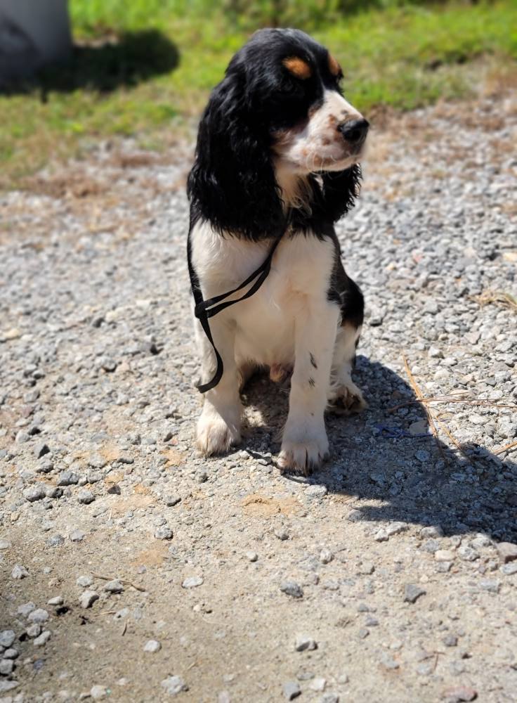 English Springer Spaniels of Stevens Creek | Clarks Hill SC