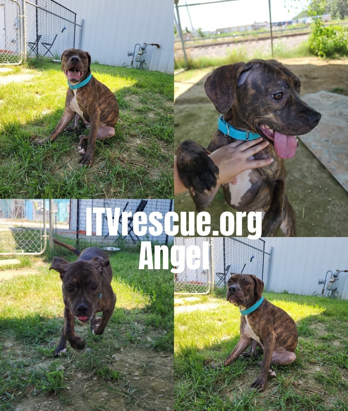It - 🌟 Meet Angel 🌟 Angel is a beautiful brindle Pointer/Pit mix, born ...