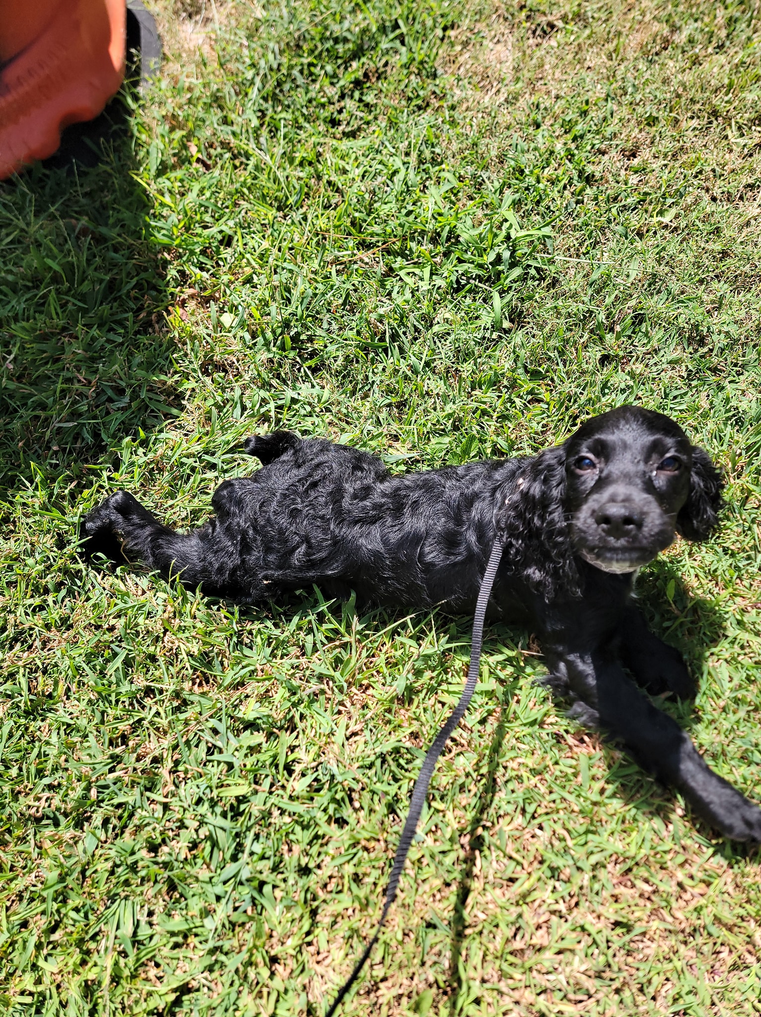 English Springer Spaniels of Stevens Creek | Clarks Hill SC