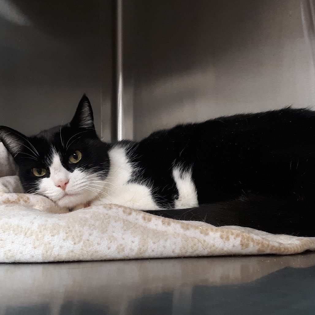 SpokAnimal - HI FRIENDS! I am ZIGGY, a FEMALE 5 YEAR OLD DSH Black