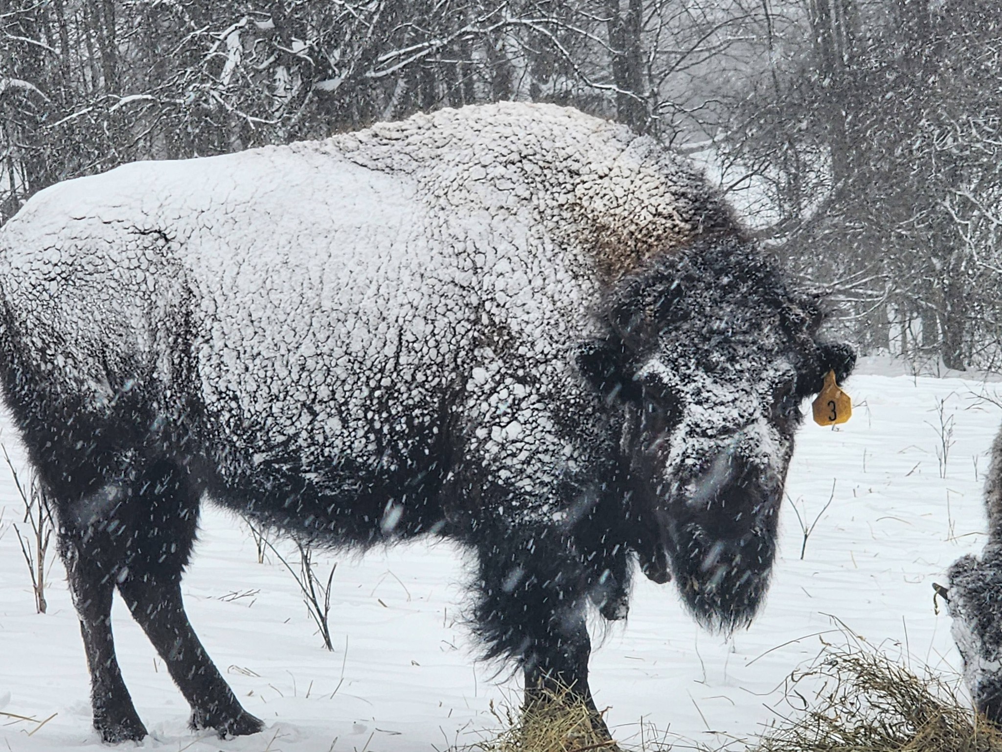 Maple Ridge Bison Ranch, Inc. | Hinsdale NY