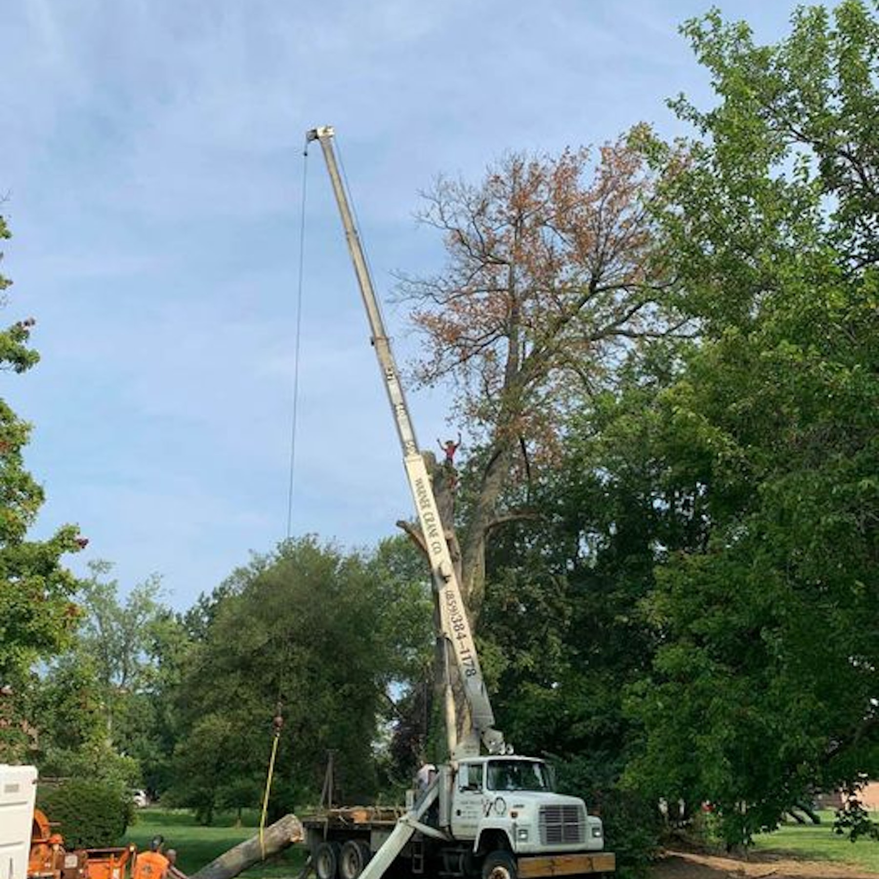 Clark Tree Service | Edgewood KY