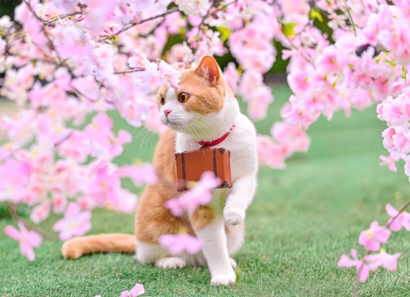 今年も桜がきれいだにゃ〜♪ #花見 #じゃらん #にゃらん