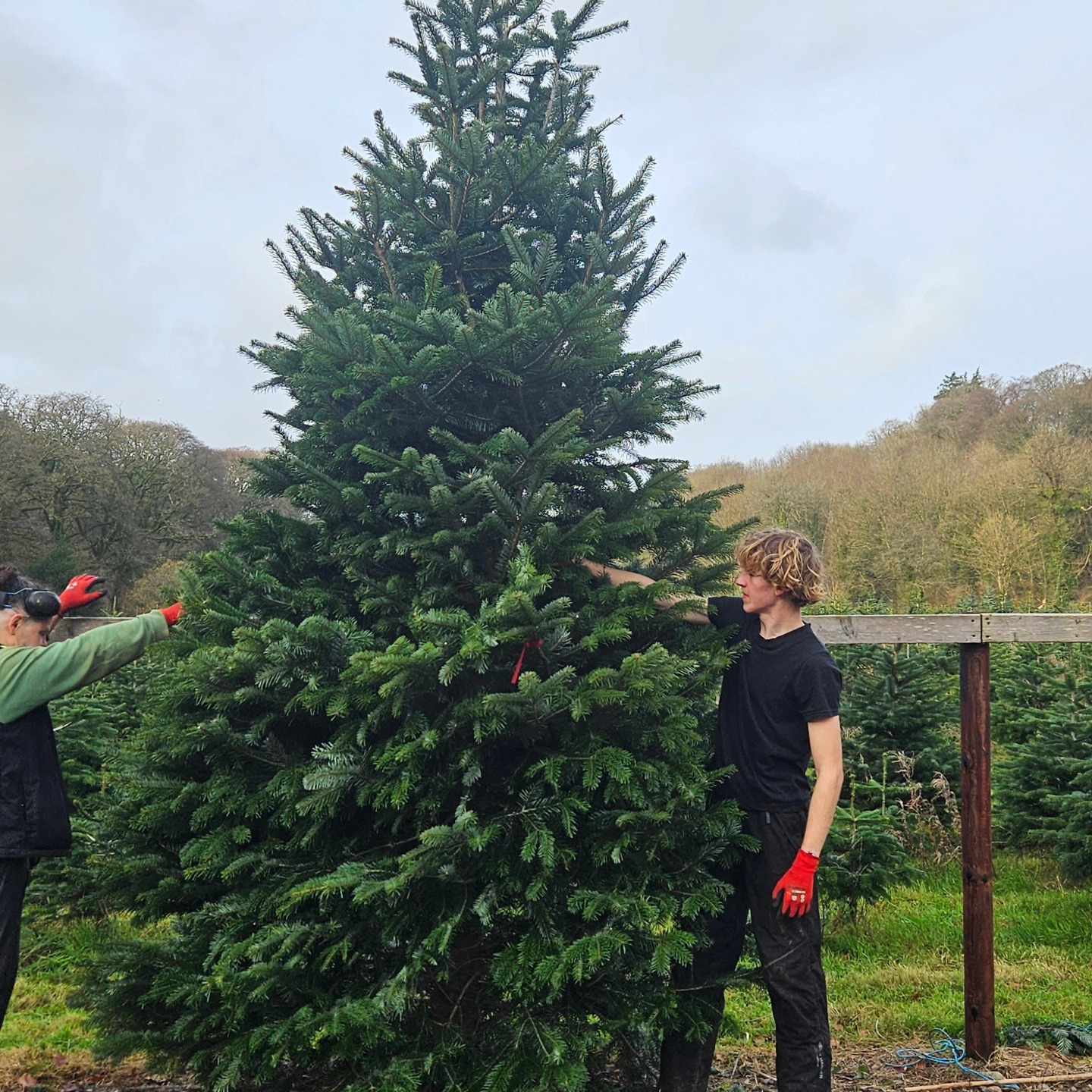 Inniscarra Christmas Tree Farm | Cork