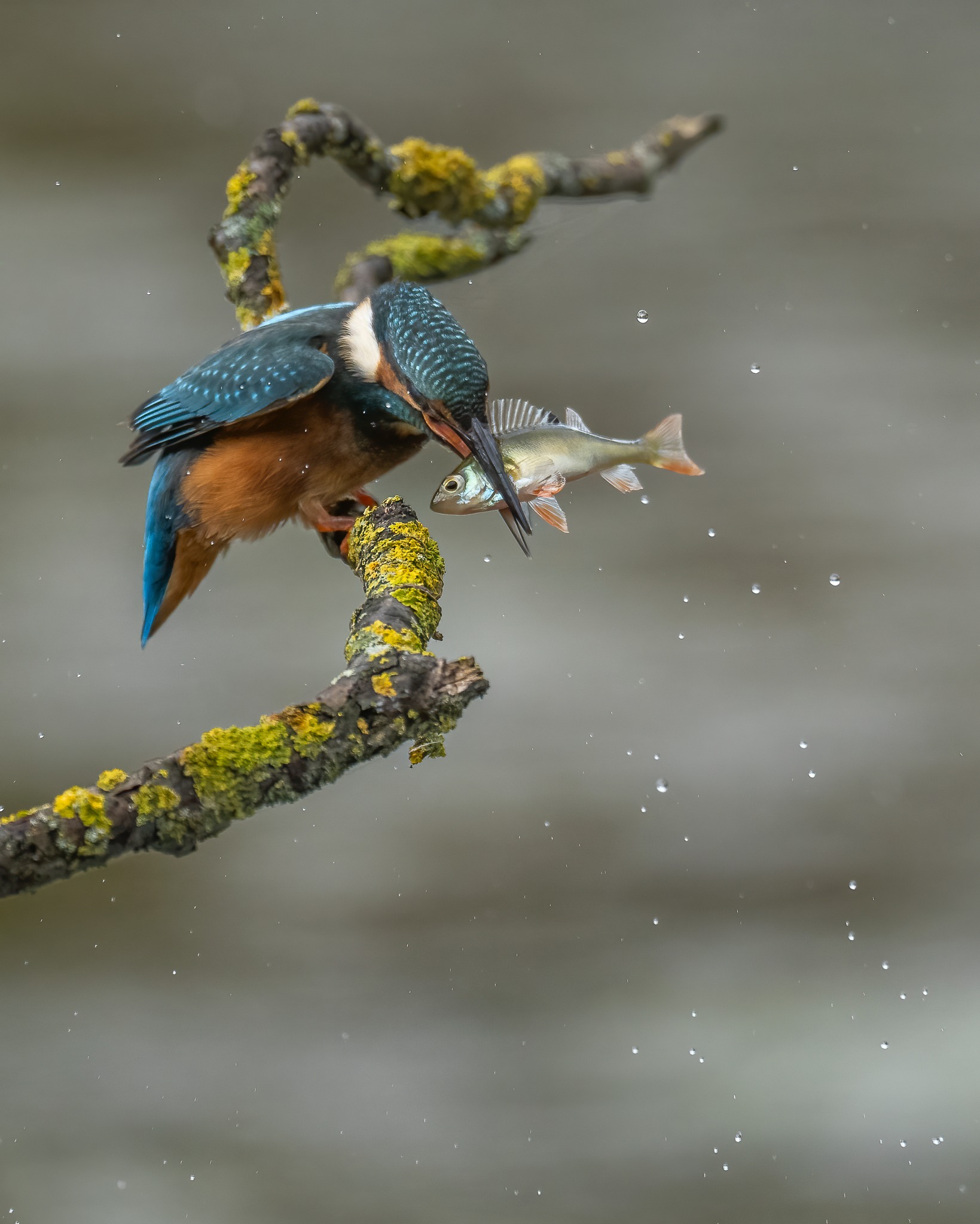 Clic-Clac - La perche et le Martin-Pêcheur d'Europe... 😃 Sony A1II ...