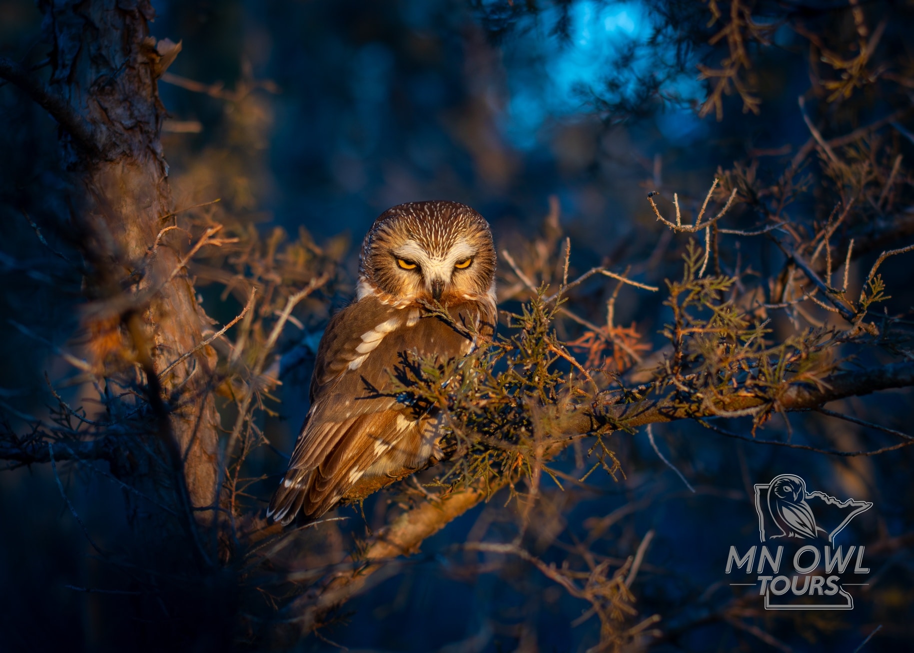 MN Owl Tours - A little frOwl, but still the cutest 😉... | Facebook
