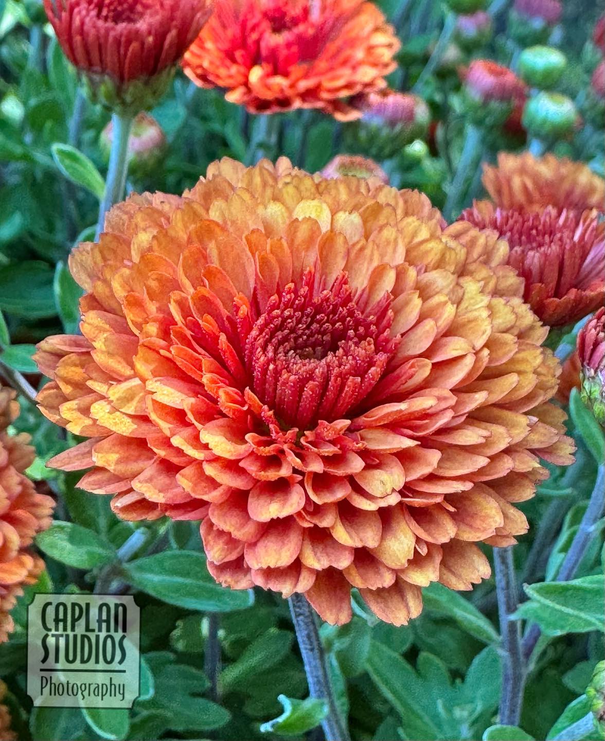 Mums the word? - Mike Caplan, Meteorologist at Fox 32 | Facebook